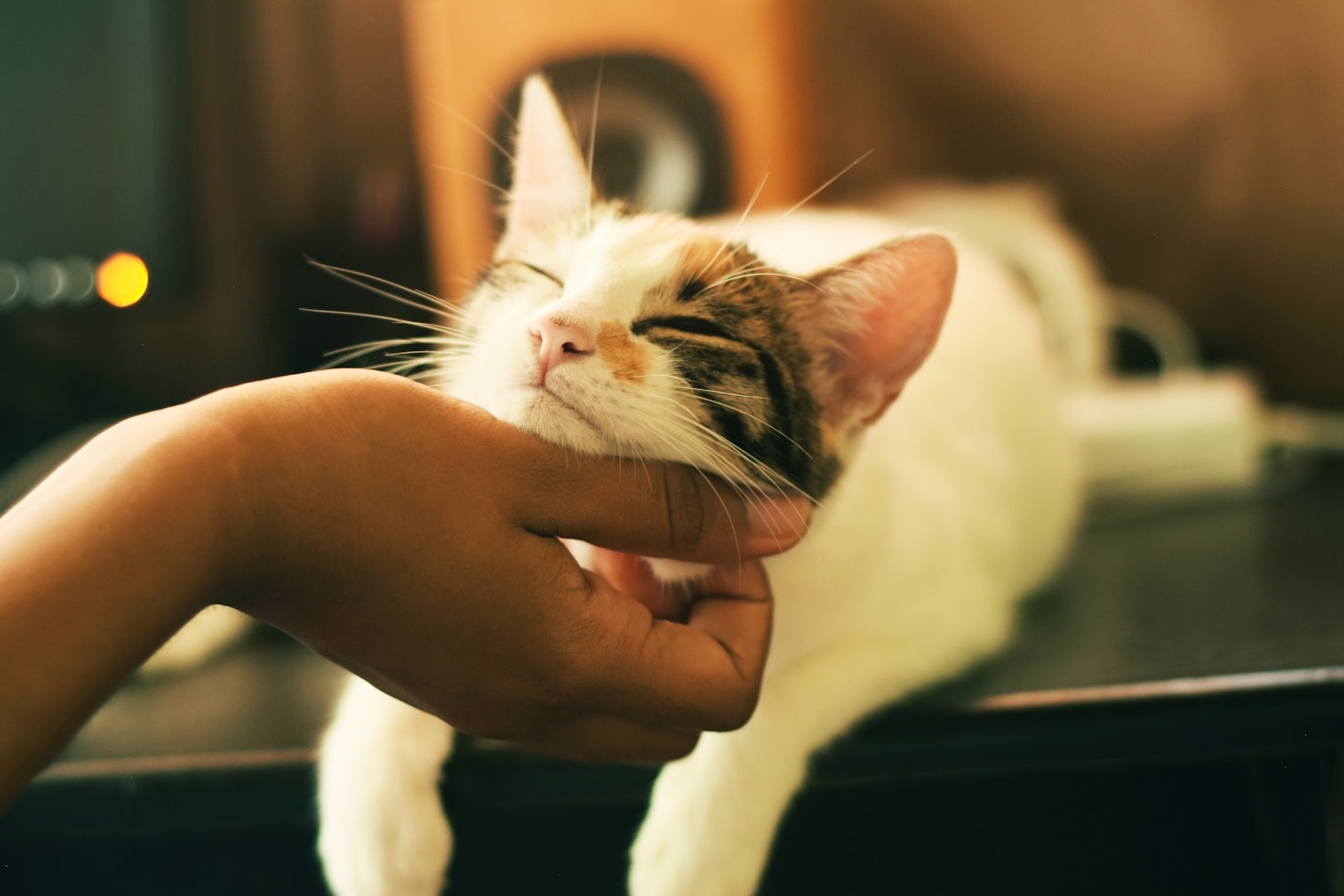 The Benefits of Bonding With Your Beloved Pet